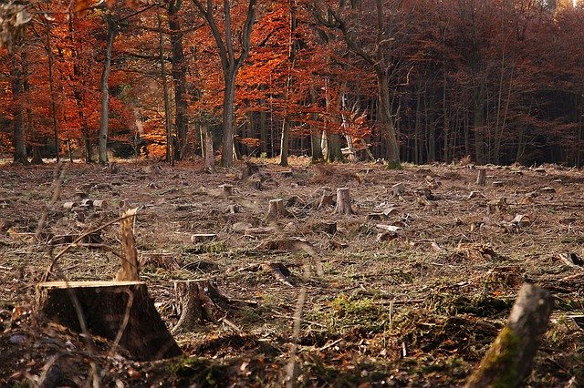 Rito Fornero. Ricorso per Cassazione entro 60 gg. Dalla PEC della cancelleria (Cass. 14.11.2019 n. 29622, rel. Negri della Torre)